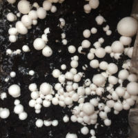 Bild Nach 5-10 Tagen bilden sich erste Fruchtkörperansätze - Weiße Champignons