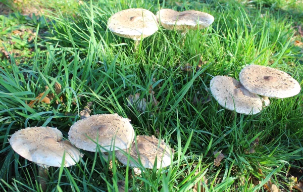 Parasol-Pilze in der Natur