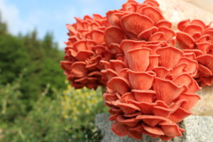 Pilze im Haus züchten