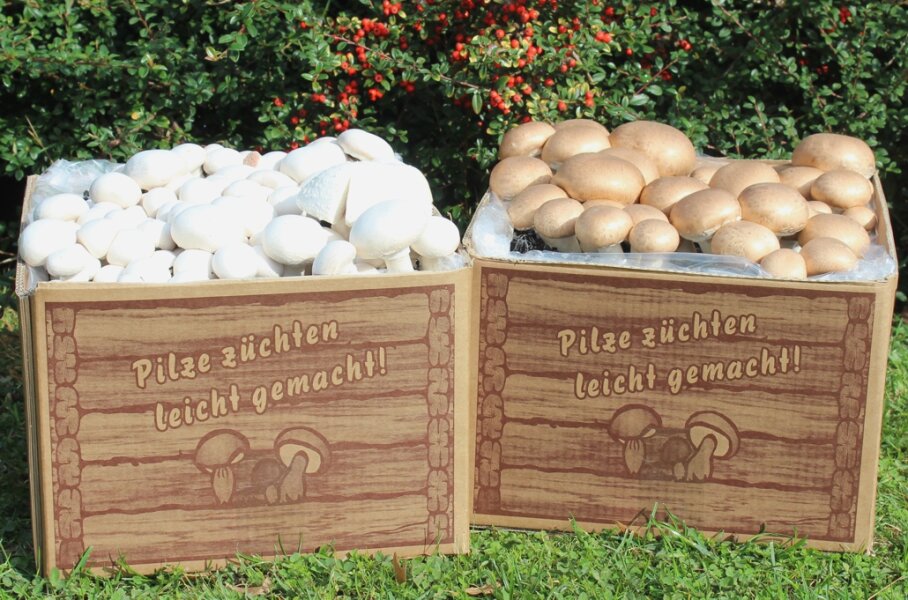 Champignons selber züchten