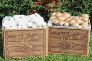 Champignon Pilzzuchtsets Bio