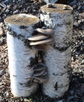 Pilze im Garten züchten