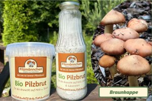 Pilzbrut / Pilzmyzel