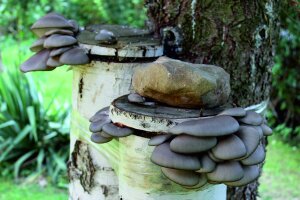 Pilzbrut für Holz