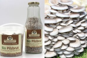 Pilzbrut für Kaffeesatz