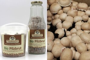 Pilzbrut für Kompostmischung
