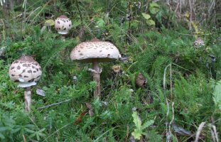 Parasol Gartenkulturen Bio