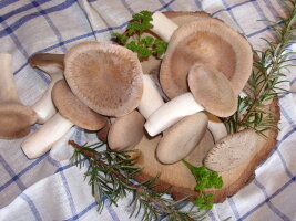 Frischpilze