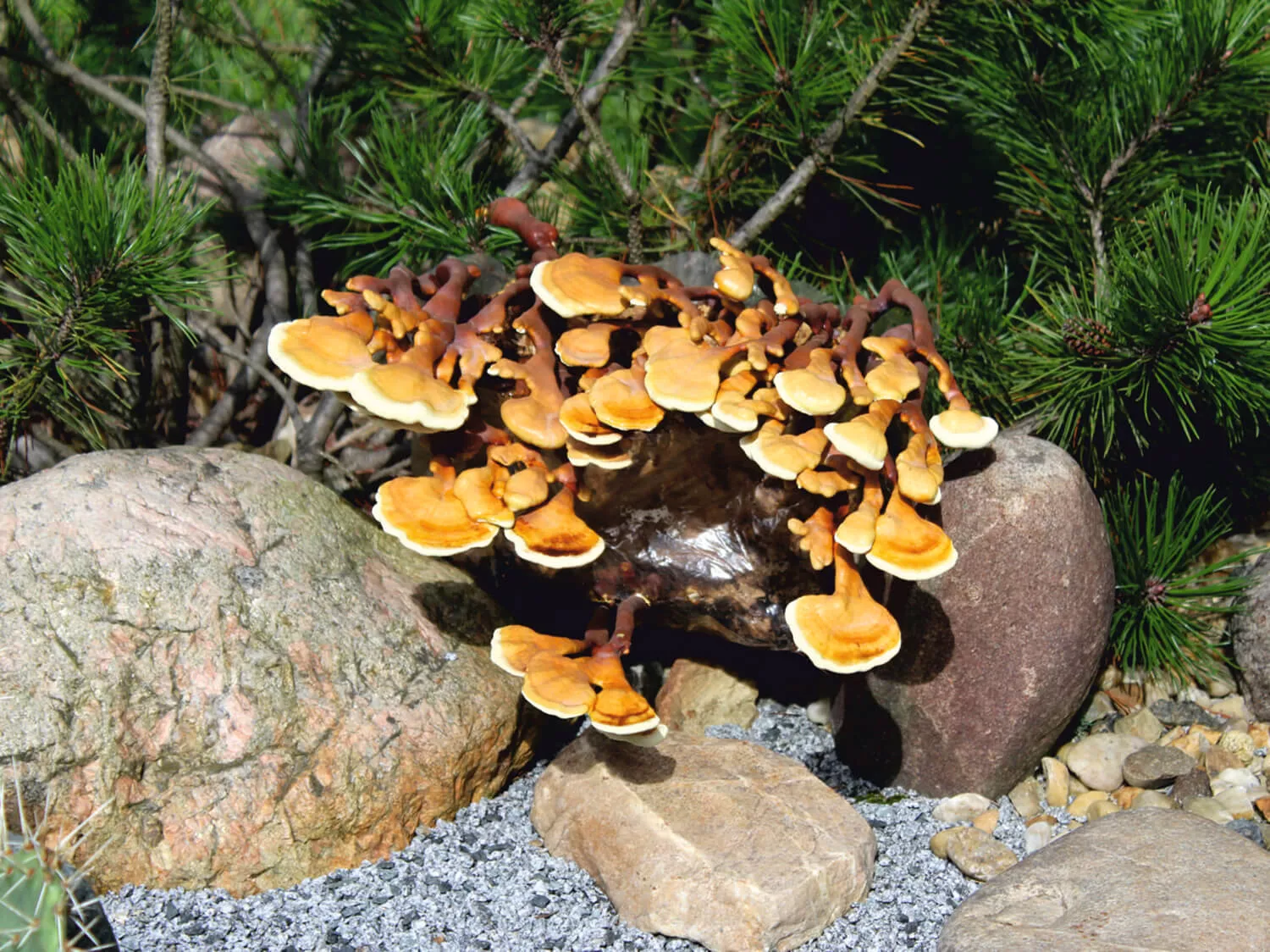 Pilzarten - Reishi, der Glänzende Lackporling (Ganoderma lucidum)