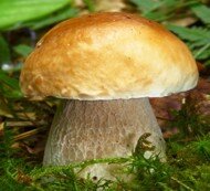 Kann man Steinpilze selber züchten? - Steinpilze selber züchten | pilzmaennchen.de