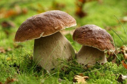 Mein kleiner Pilzgarten - Pilze im Pilzgarten züchten