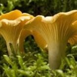 Pilzzucht im Frühbeet - Pilze im Pilzbeet züchten