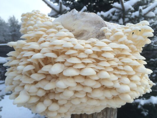 Pilze in der Winterzeit im Haus selber züchten - Pilze in der Winterzeit im Haus selber züchten