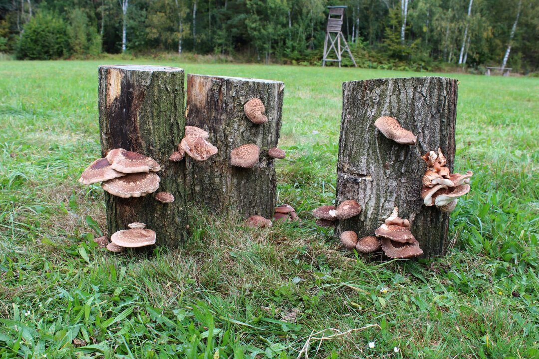 Bio Austernpilz Pilzzuchtkultur XXL - Pilze Selber Züchten Zuhause