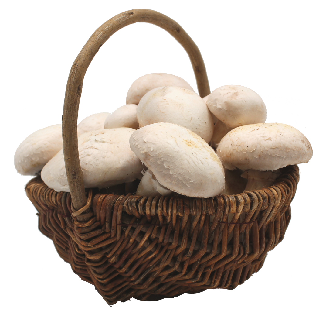 Pilzmännchen.de Zuchtanleitung für Champignon