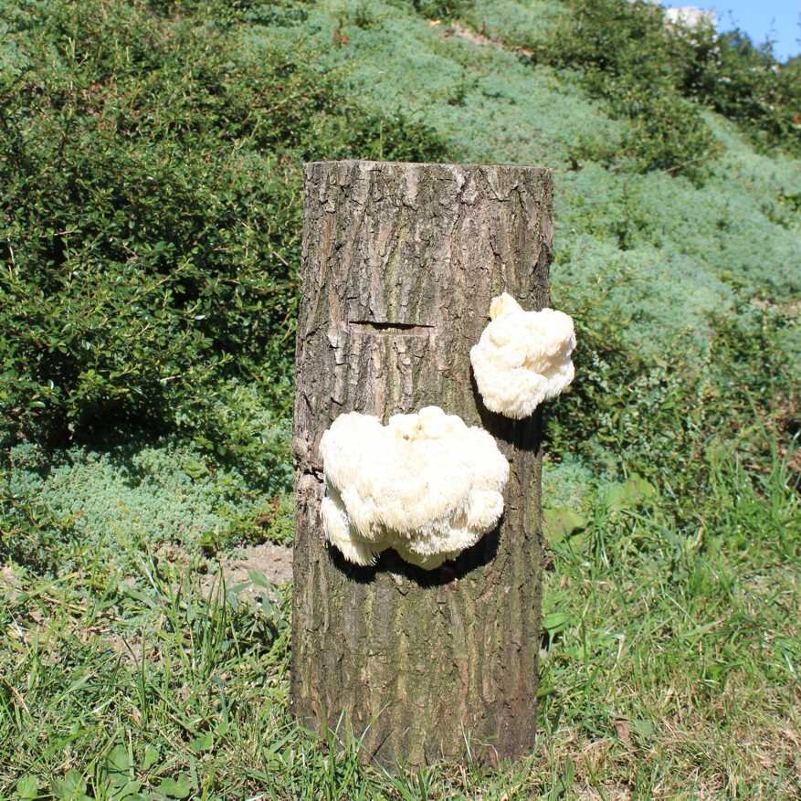 Pilzmännchen.de Produkte mit Pom Pom