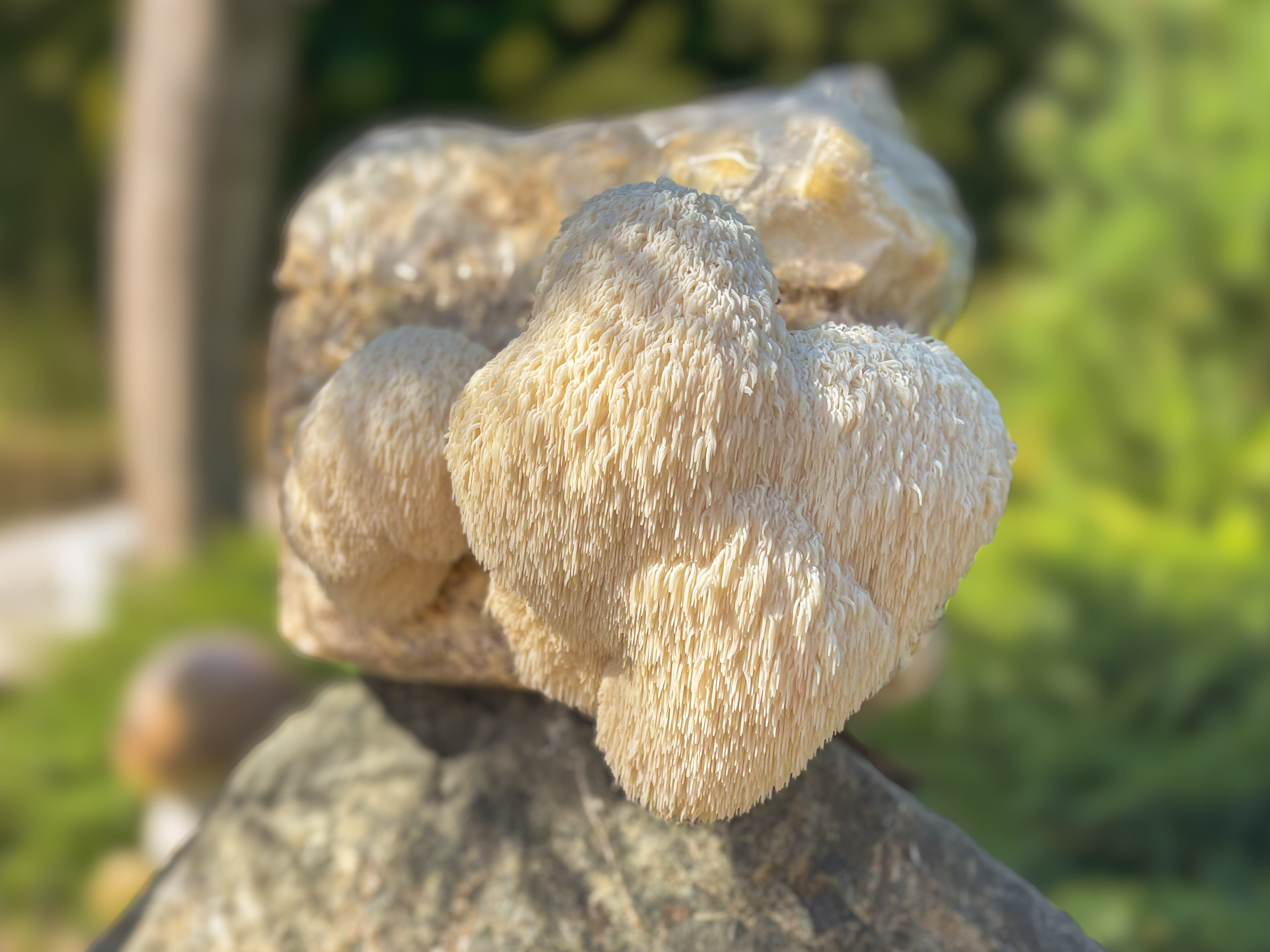 Pilze im Haus züchten