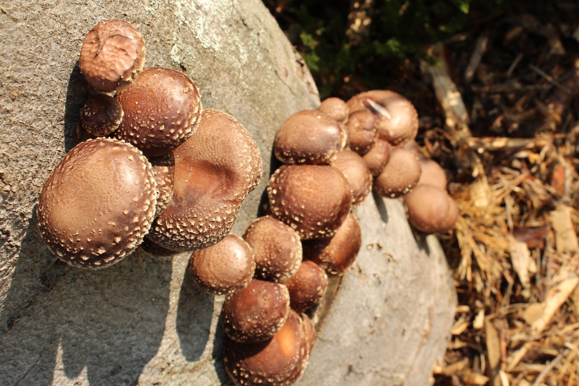 Pilze im Garten züchten