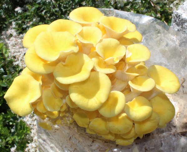 Limonenpilz-Pilzzuchtkultur XXL, BIO