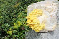 Limonenpilz-Pilzzuchtkultur XXL, BIO