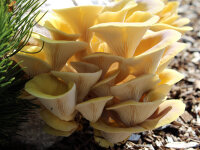 Limonenpilz-Pilzzuchtkultur XXL, BIO