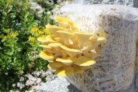 Limonenpilz-Pilzzuchtkultur XXL, BIO