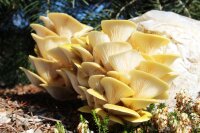 Limonenpilz-Pilzzuchtkultur XXL, BIO