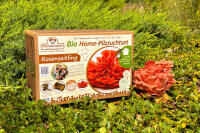 Rosenseitling Bio Home-Pilzzuchtset