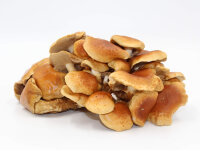 Stockschwämmchen-Myzelpatch Pilzzuchtset BIO