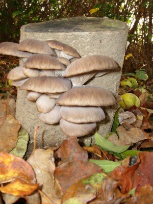 Austernpilz-Baumstamm BIO