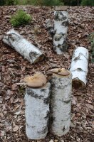 Austernpilz-Baumstamm BIO