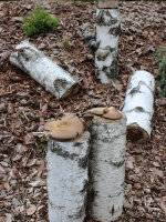 Austernpilz-Baumstamm BIO
