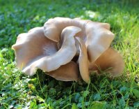 Austernpilz-Bio-Pilzbeet