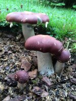 Braunkappen-Bio-Pilzbeet