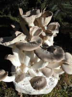 Kräuterseitling-Pilzzuchtkultur XXL, BIO