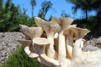 Bio-Kräuterseitlinge DE-ÖKO-021