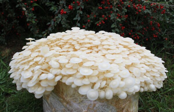 Enoki Pilz Samen Zum Selber Züchten - 500 Samen Für Wintergemüse Und Balkon-Pilze