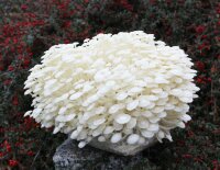 Enoki-Pilzzuchtkultur XXL, BIO