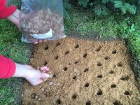 Austernpilz-Bio-Waldpilzbeet