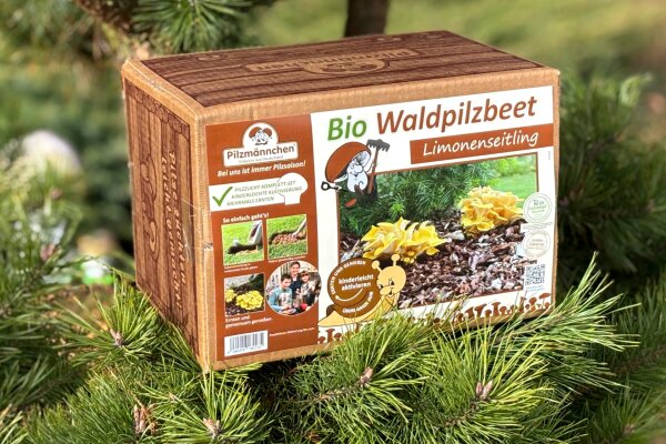 Limonenpilz-Bio-Waldpilzbeet