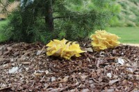 Limonenpilz-Bio-Waldpilzbeet