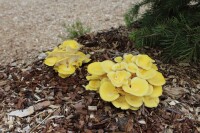 Limonenpilz-Bio-Waldpilzbeet