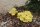 Limonenpilz-Bio-Waldpilzbeet