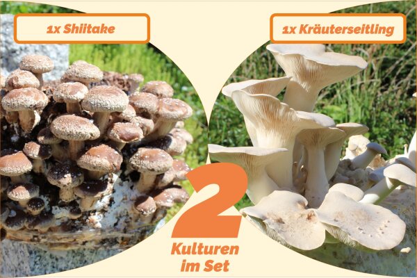 Bio Pilzzucht-Pärchen "2 Sorten ein Set" Kräuterseitling + Shiitake