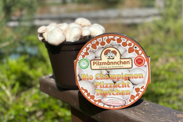 Champignon-Pilzzucht-Töpfchen BIO