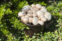 Champignon-Pilzzucht-Töpfchen BIO