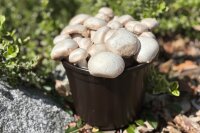 Champignon-Pilzzucht-Töpfchen BIO