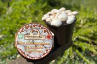 Champignon-Pilzzucht-Töpfchen BIO