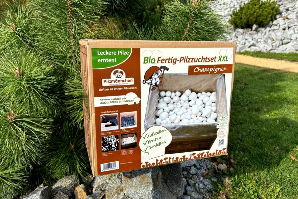 Bio Champignon-Pilzzuchtset