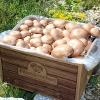 Bio-XXL-Champignon-Pilzzucht-Set, 2 Boxen im Set, braun + weiß